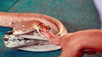 A close-up of a snake biting a person's outstretched finger.