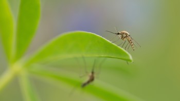 A close-up of a mosquito resting on a green leaf.