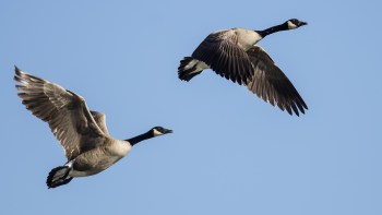 A pair of Canada geese flying against a blue sky.