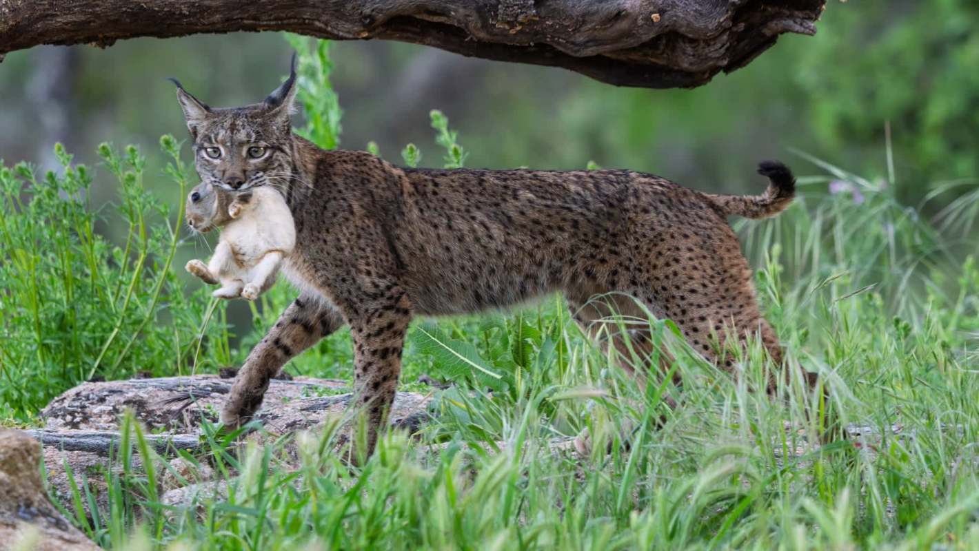A lynx carrying a caught rabbit in its mouth, surrounded by green grass and foliage.