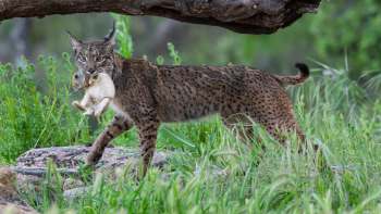 A lynx carrying a caught rabbit in its mouth, surrounded by green grass and foliage.