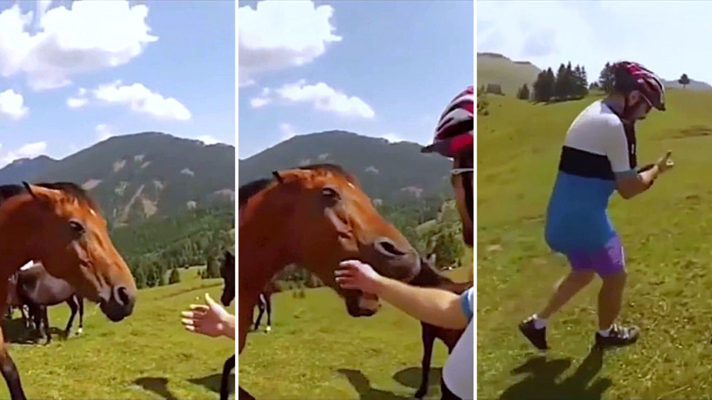 A brown horse in a sunny mountain meadow has its ears pinned back and mouth open as it bites a man’s hand while he reaches toward it, with other horses grazing in the background.