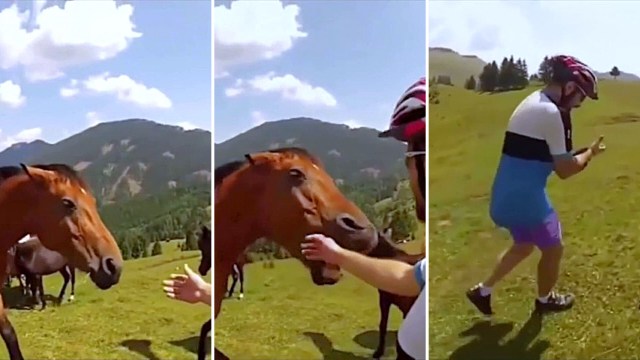 A brown horse in a sunny mountain meadow has its ears pinned back and mouth open as it bites a man’s hand while he reaches toward it, with other horses grazing in the background.
