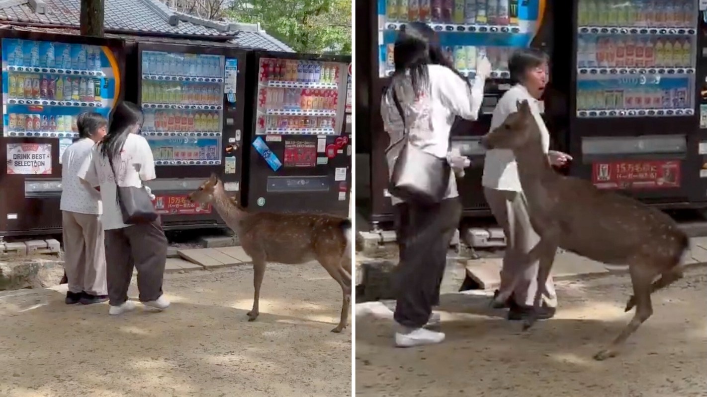 A deer approaches two people near vending machines in a park setting.