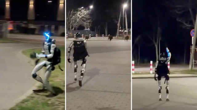 A humanoid robot chasing wild boar at night on a street.