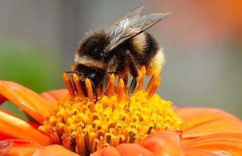A bee pollinating an orange flower.