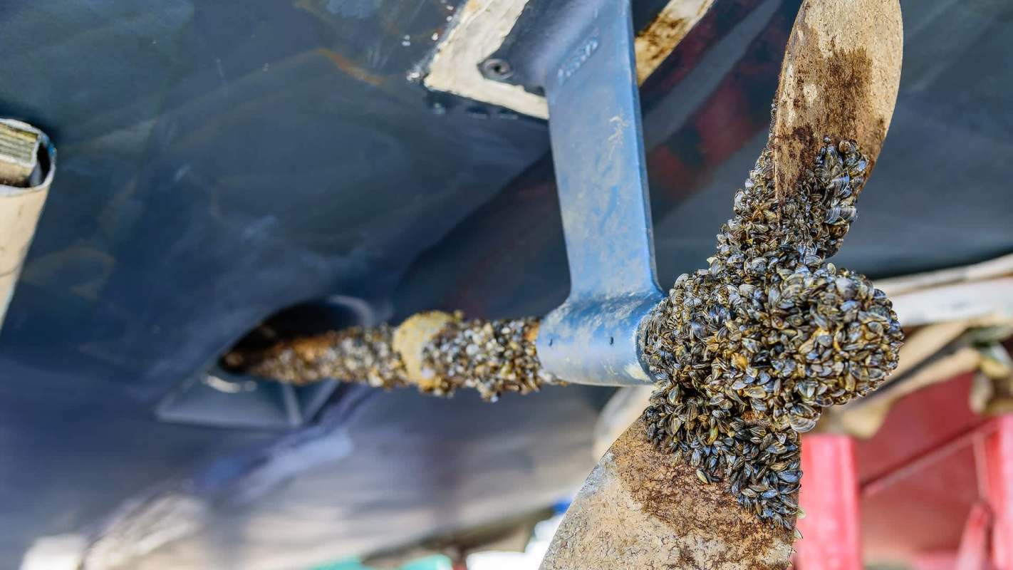 A close-up of a boat's propeller covered in zebra mussels, showcasing marine growth and maintenance issues.