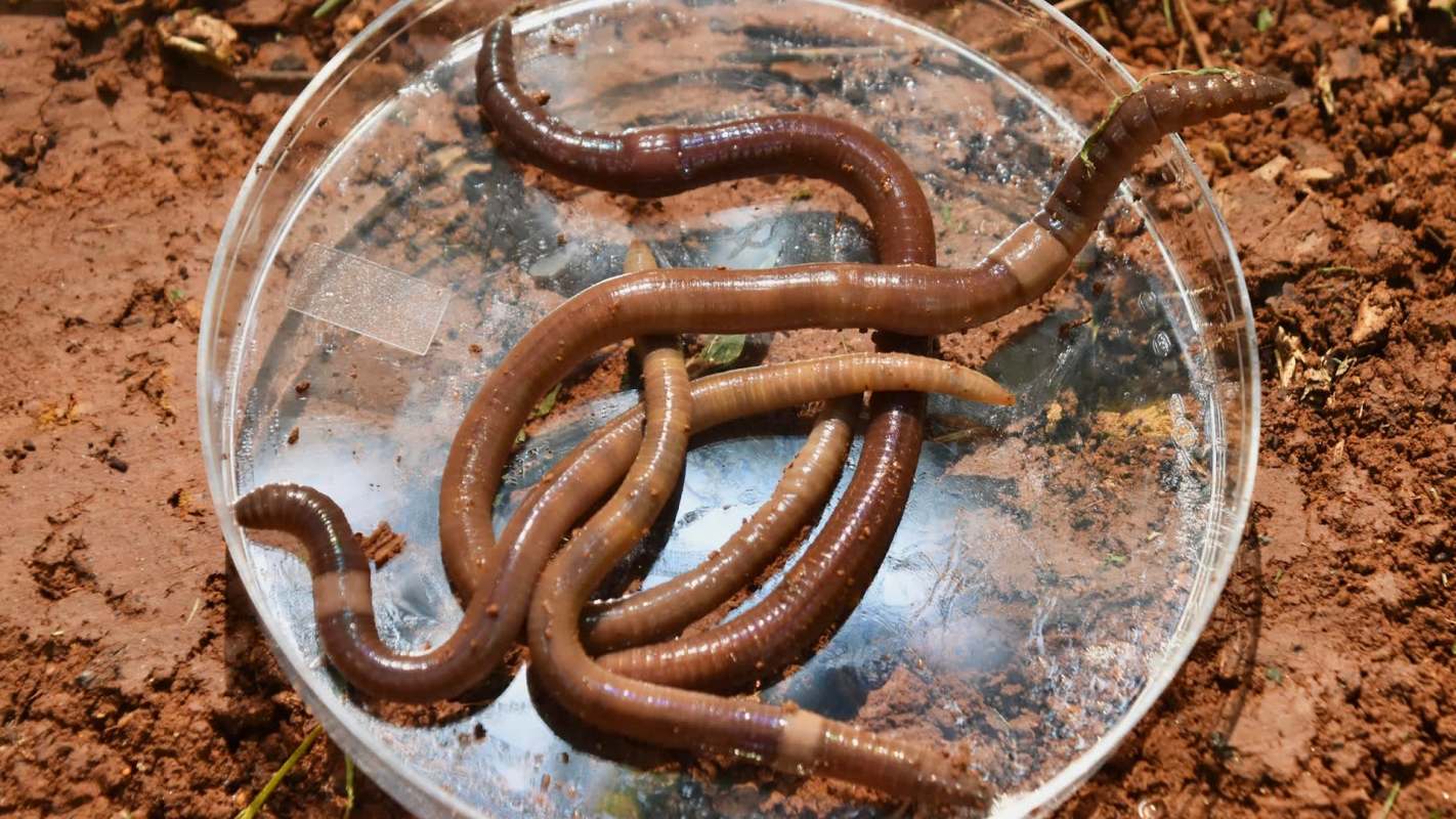 Several jumping worms, with a distinctive milky white band, are coiled in a clear petri dish placed on brown soil.
