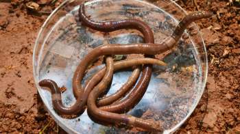 Several jumping worms, with a distinctive milky white band, are coiled in a clear petri dish placed on brown soil.