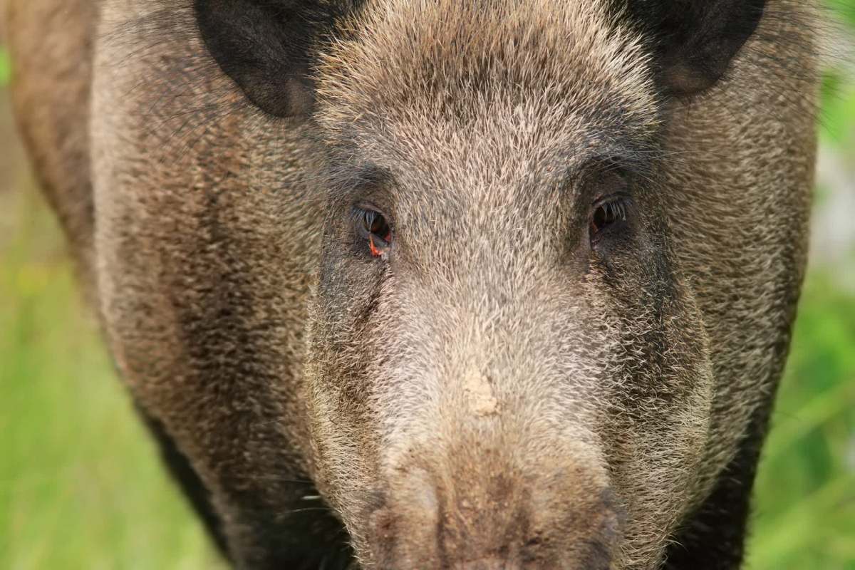 A close-up of a wild boar's face, showcasing its textured fur and intense eyes.