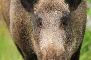 A close-up of a wild boar's face, showcasing its textured fur and intense eyes.