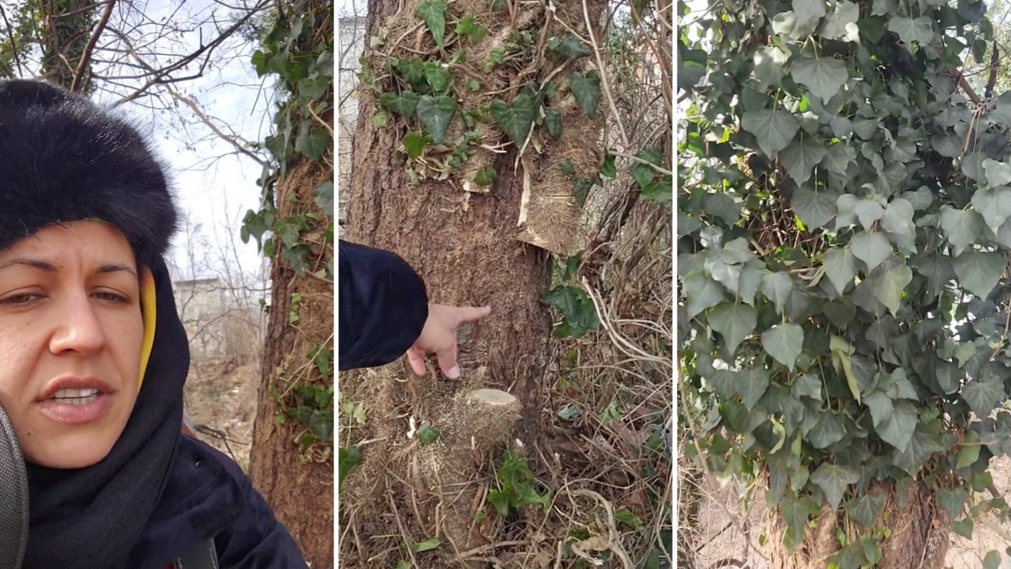 A person in a fur hat speaks outdoors near a tree covered in ivy.