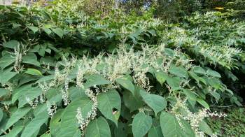 A lush green bush covered with clusters of small white flowers.