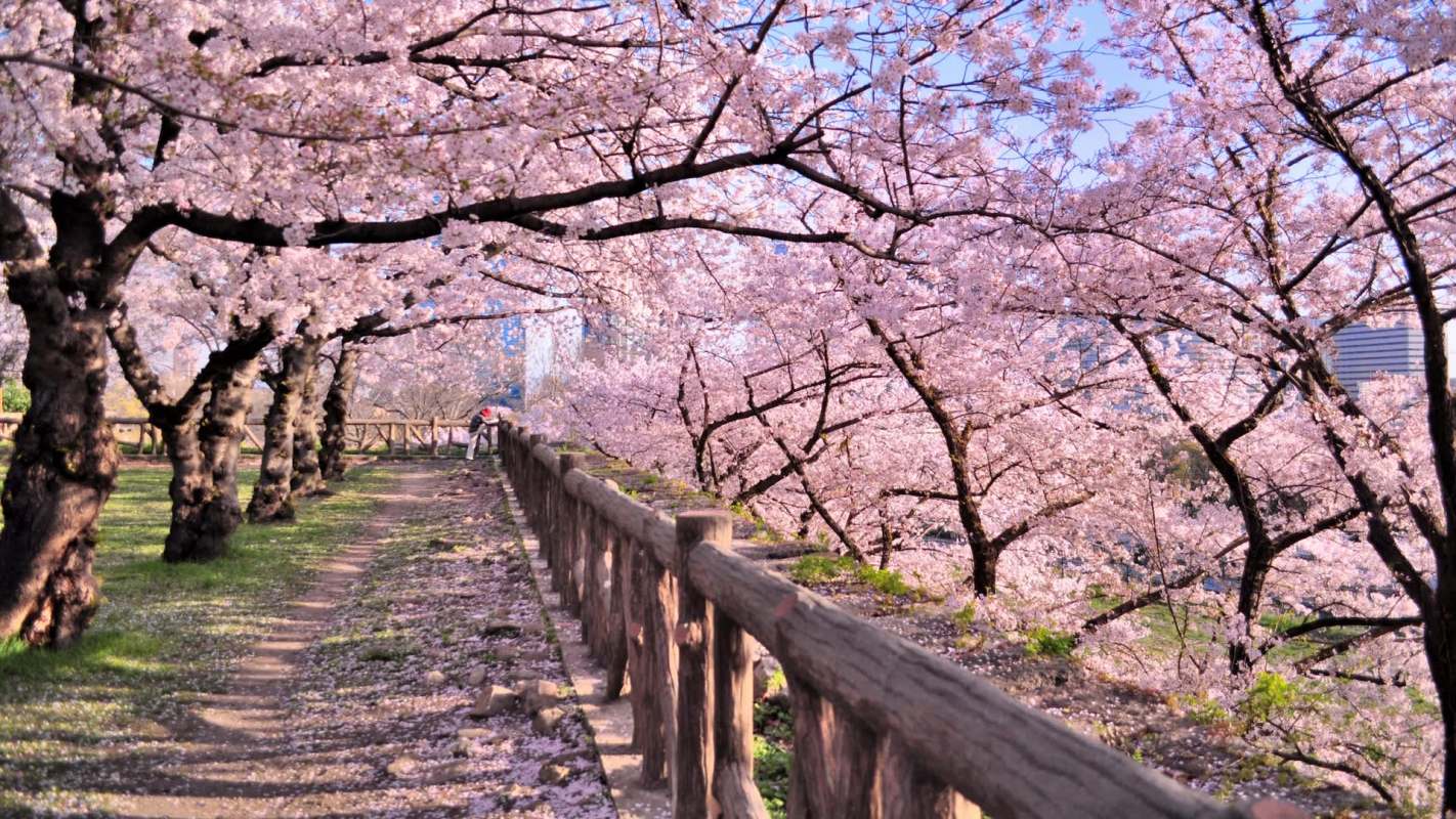 A serene pathway lined with blooming cherry blossom trees and a wooden fence under a clear blue sky.