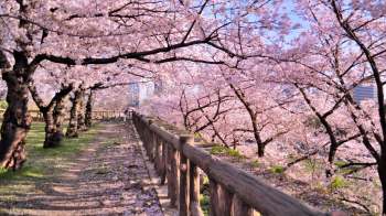 A serene pathway lined with blooming cherry blossom trees and a wooden fence under a clear blue sky.