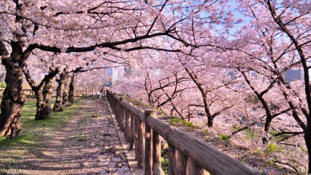 A serene pathway lined with blooming cherry blossom trees and a wooden fence under a clear blue sky.