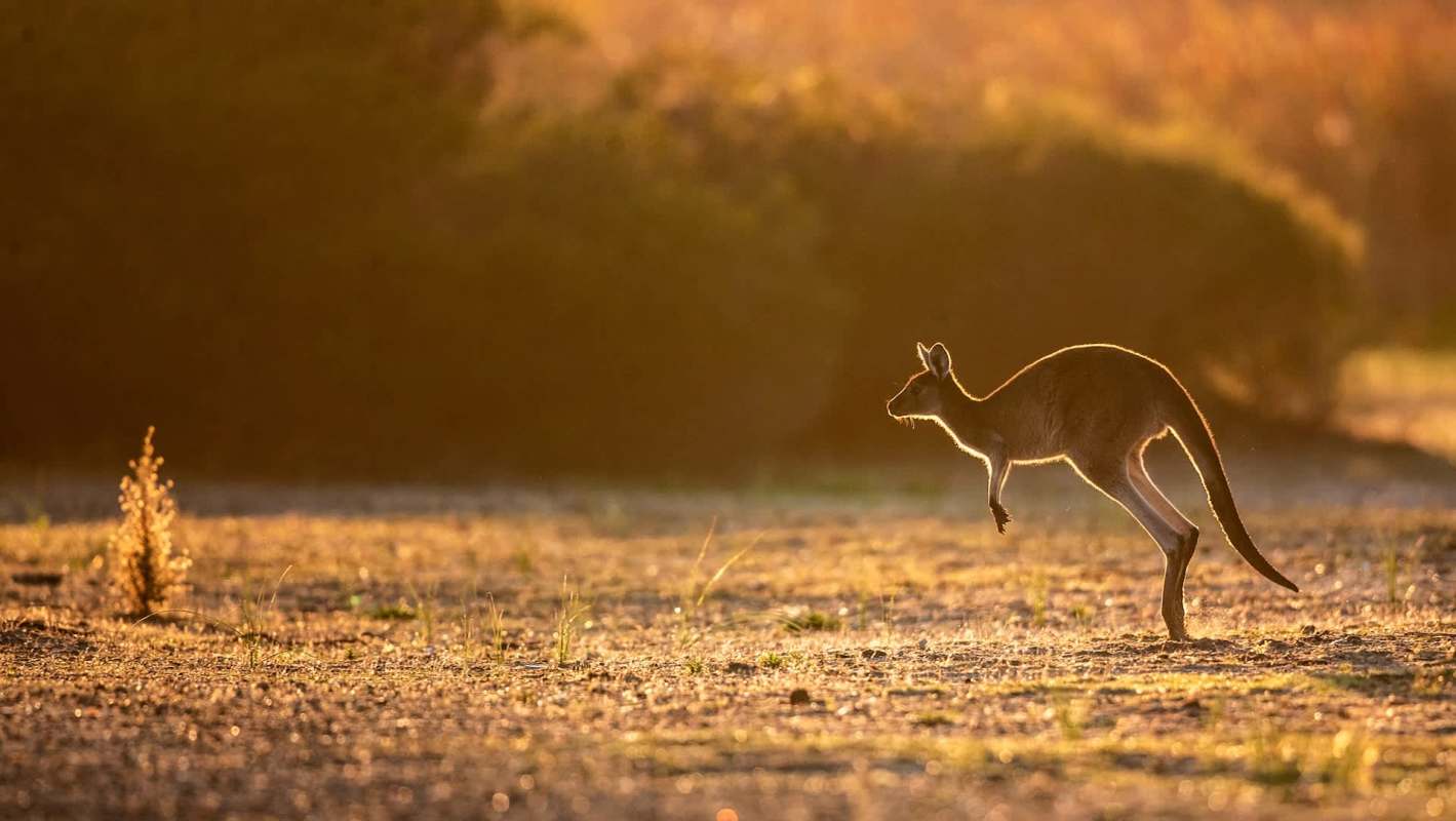 A young kangaroo jumps over a field in the orange hue of sunrise.