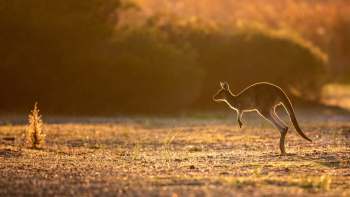 A young kangaroo jumps over a field in the orange hue of sunrise.