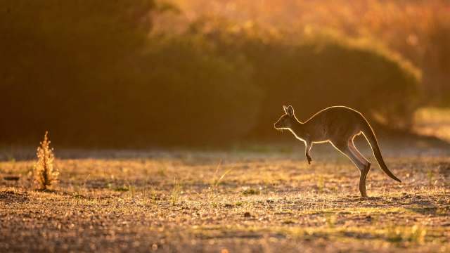 A young kangaroo jumps over a field in the orange hue of sunrise.