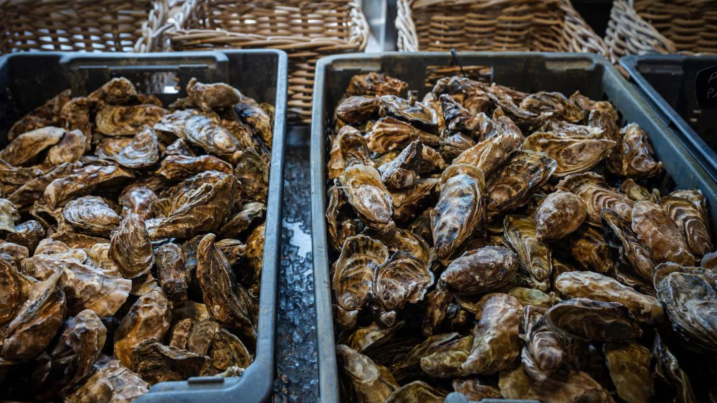 Two bins filled with various fresh oysters displayed in a market.