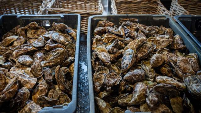 Two bins filled with various fresh oysters displayed in a market.