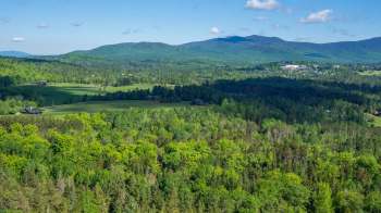 Trees on land in New York.