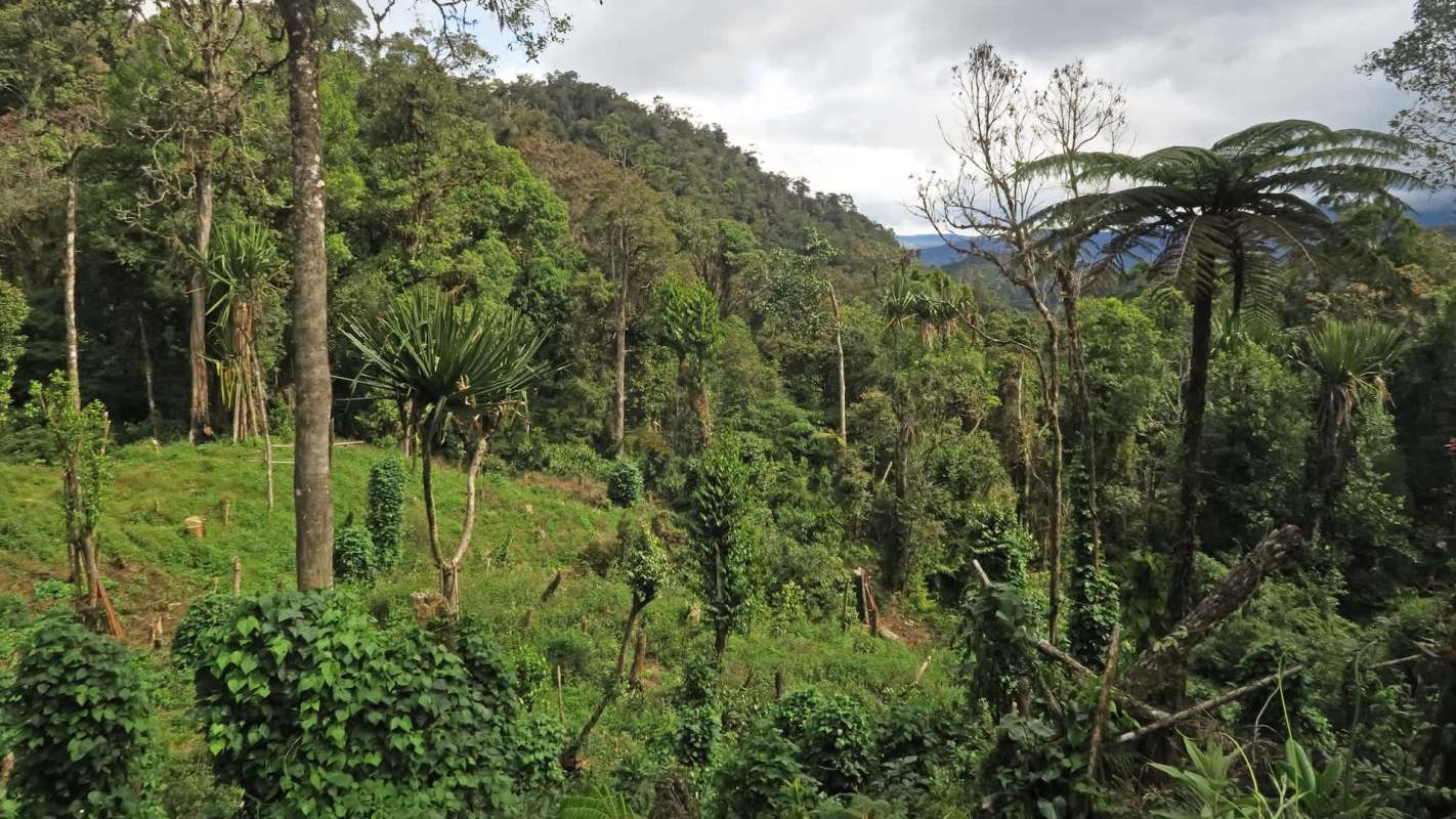A lush green forest with tall trees, ferns, and dense undergrowth under a cloudy sky in Papua New Guinea.