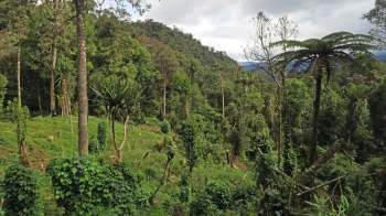 A lush green forest with tall trees, ferns, and dense undergrowth under a cloudy sky in Papua New Guinea.