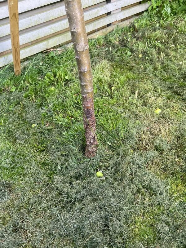 A skinny tree trunk planted in grass with damage at the bottom.  