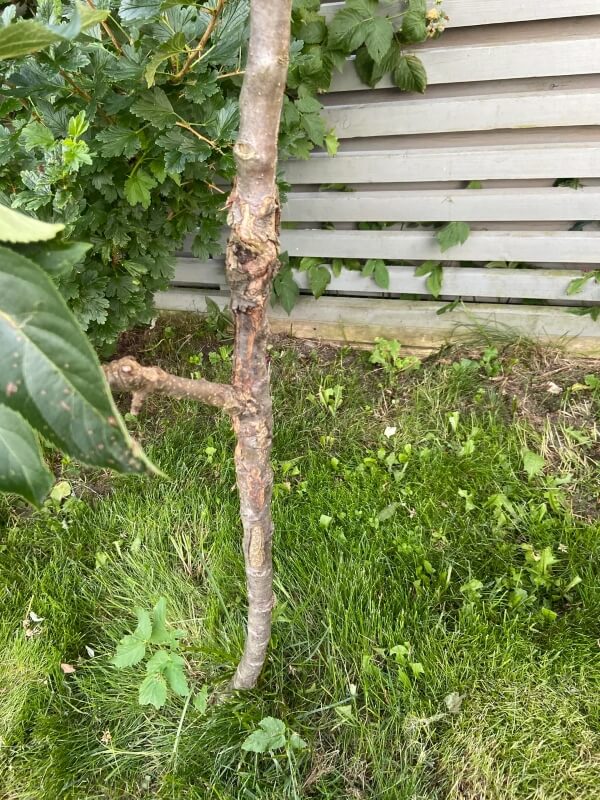 A damaged tree trunk planted in grass in front of a house with beige siding. 