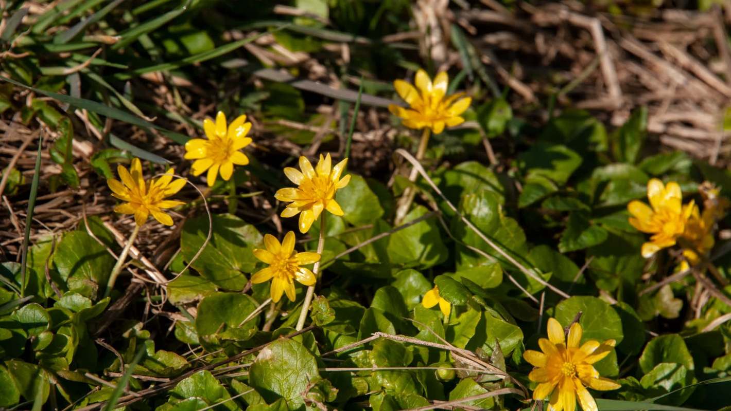 Yellow lesser celandine flowers surrounded by grass.