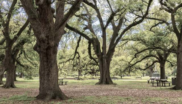 A tranquil park scene featuring large trees, picnic tables, and patches of grass on a sunny day.