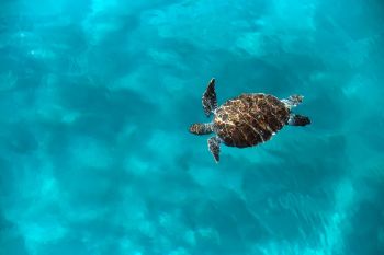 A sea turtle swimming gracefully in clear turquoise water.