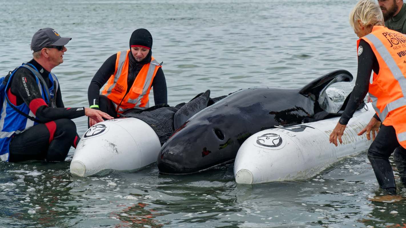 Rescue workers assist two stranded pilot whales on inflatable rafts in shallow water, wearing life jackets.