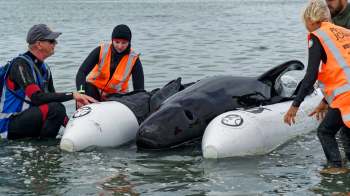 Rescue workers assist two stranded pilot whales on inflatable rafts in shallow water, wearing life jackets.