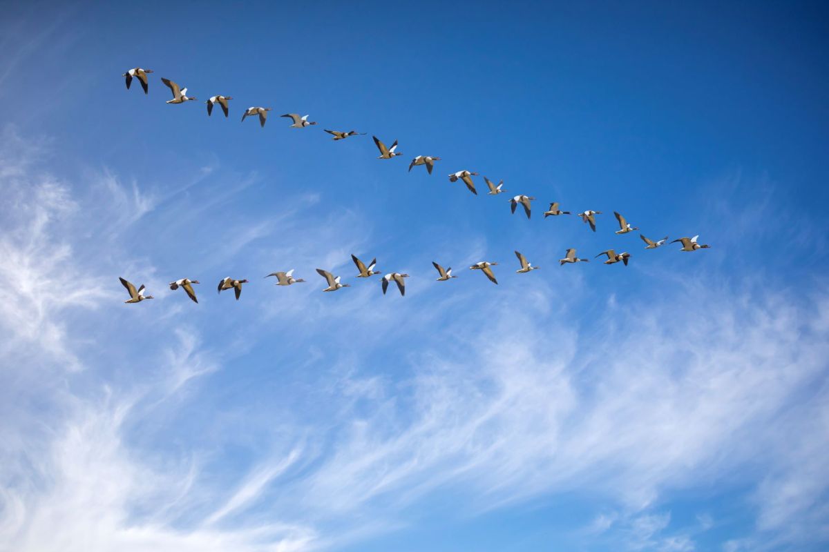 A flock of geese flying in a V formation against a clear blue sky with wispy clouds.