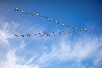 A flock of geese flying in a V formation against a clear blue sky with wispy clouds.