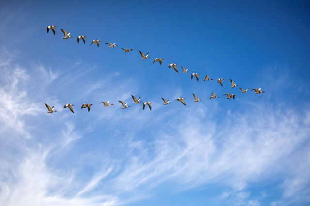 A flock of geese flying in a V formation against a clear blue sky with wispy clouds.