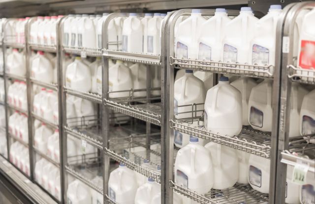 Gallons of milk on grocery store shelves.