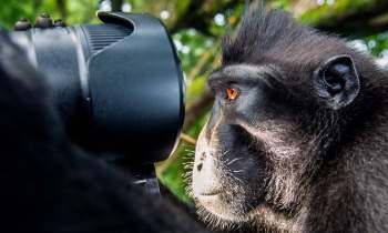 A close-up of a crested black macaque curiously looking at a camera lens amid a lush green background.