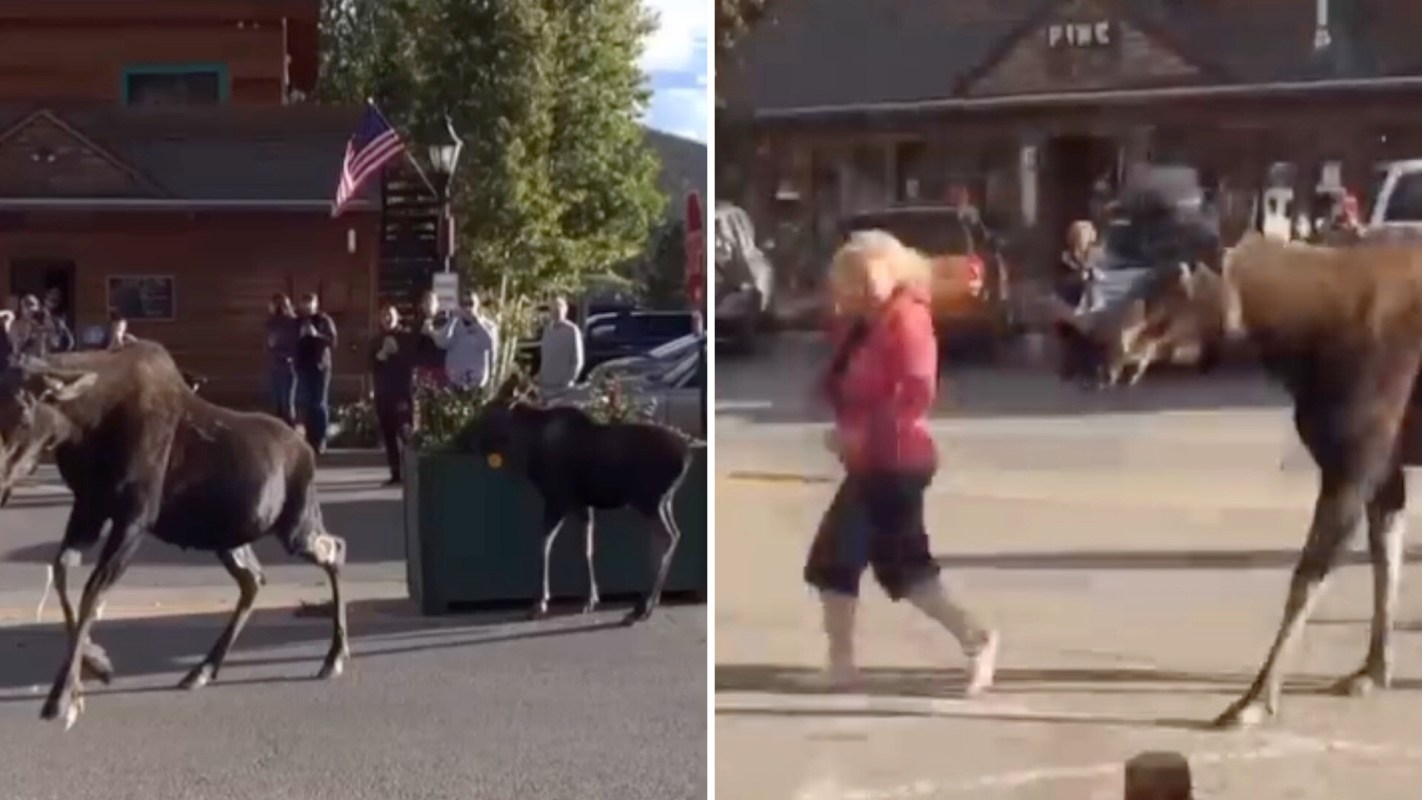A moose walks through a town as people watch, while a woman in a pink jacket strolls nearby.