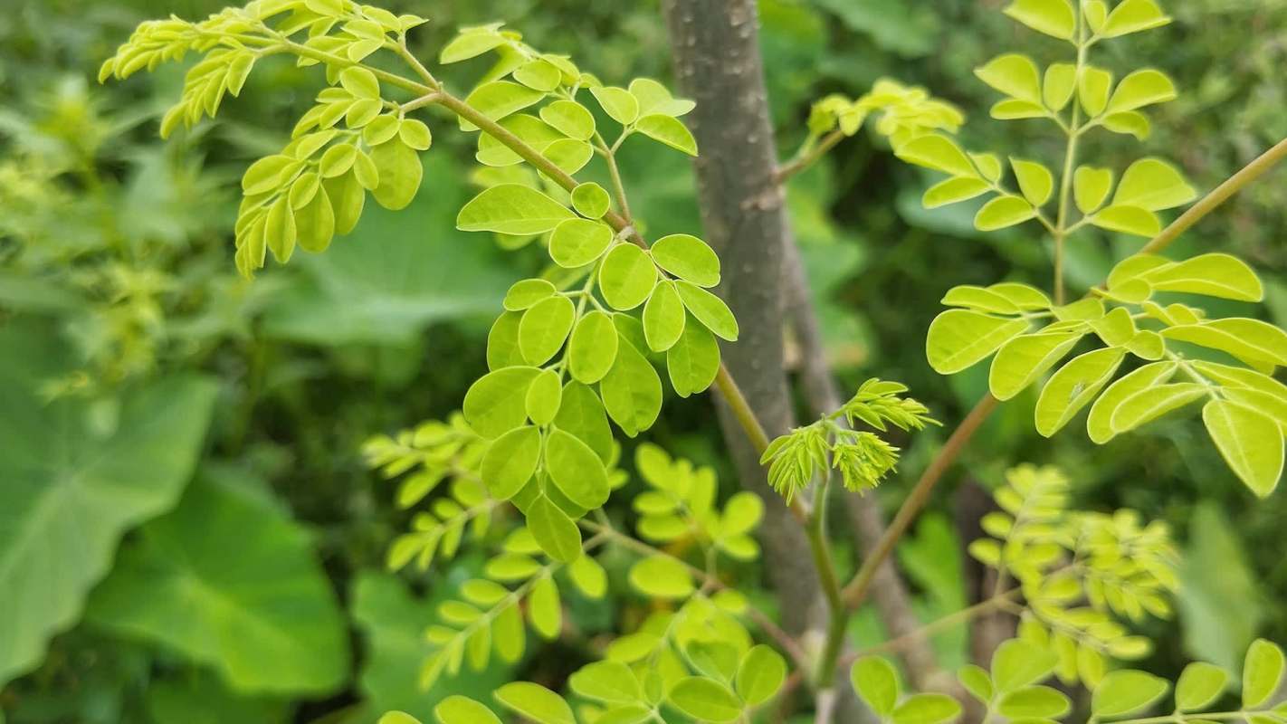 Close-up of vibrant green leaves of a Moringa plant on a slender branch, surrounded by lush foliage.