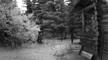A cougar walks through a forested area near a log cabin, as captured on a surveillance camera.