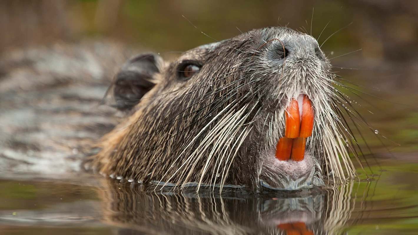 A close-up of a nutria's face breaking the water's surface, showcasing its prominent orange teeth and whiskers.