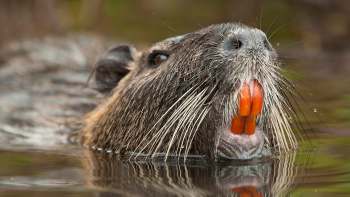 A close-up of a nutria's face breaking the water's surface, showcasing its prominent orange teeth and whiskers.