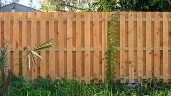 A wooden fence with vertical slats, featuring green plants growing nearby and ivy climbing along the side.