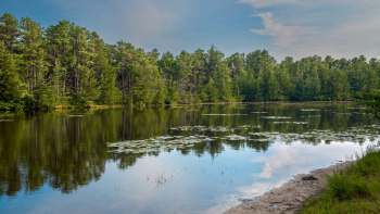 A tranquil pond surrounded by lush green trees and lily pads, reflecting the blue sky above.