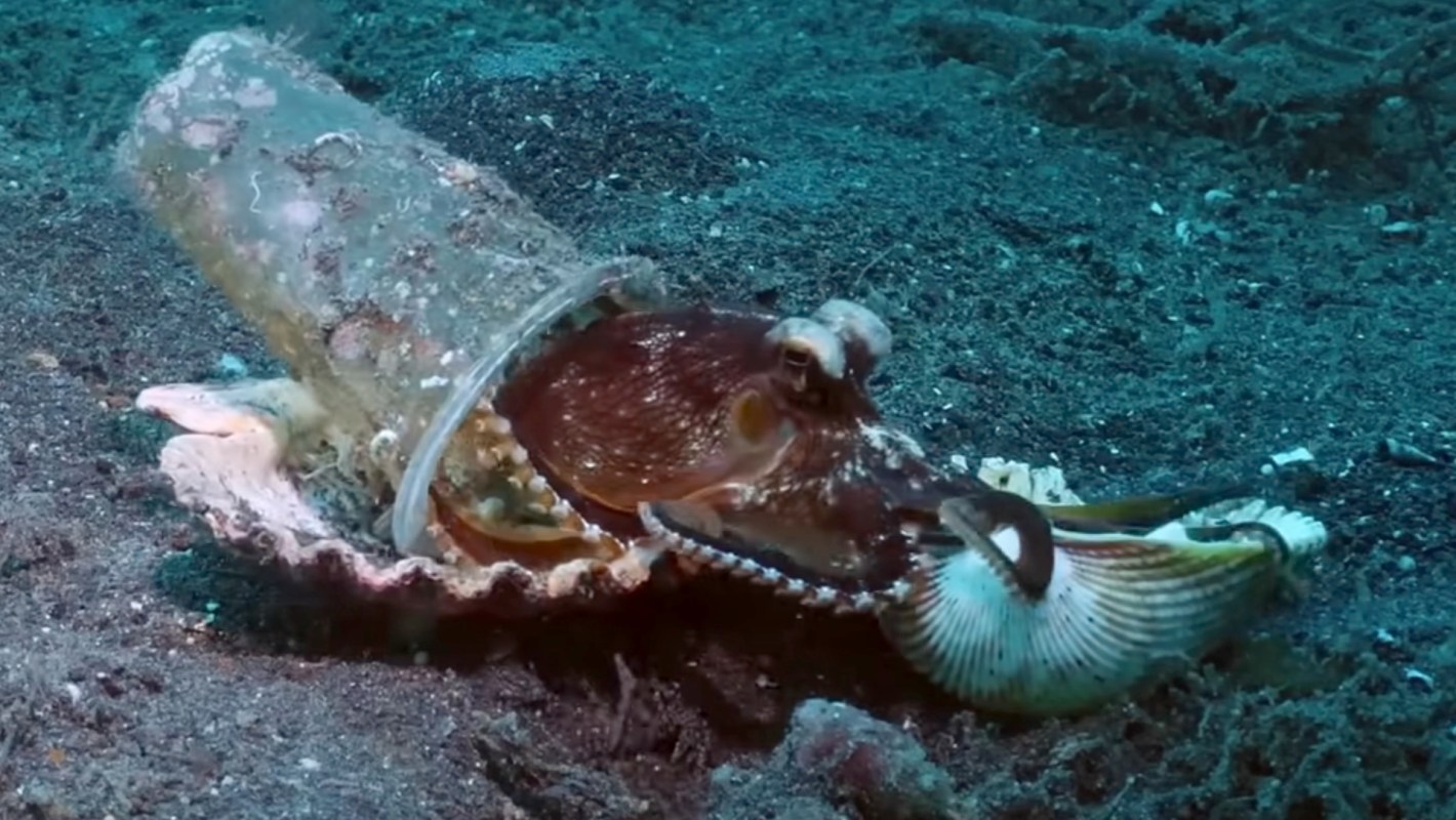 An octopus partially emerges from a plastic cup on the ocean floor and reaches for a shell, surrounded by sand and debris.