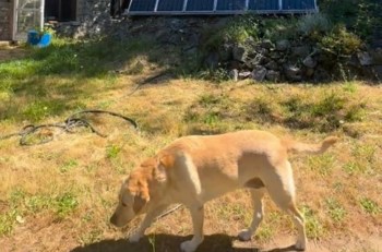 A light-colored dog walking through a grassy yard with solar panels in the background.