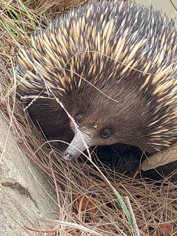 An echidna nestled among straw-colored vegetation near a rock.